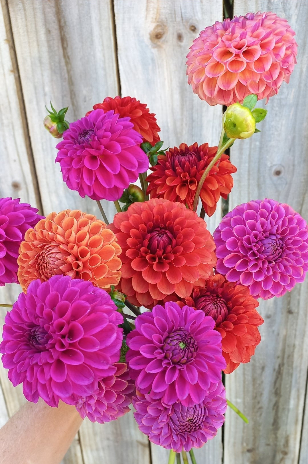 Dahlia Seeds - Rainbow Value Mix