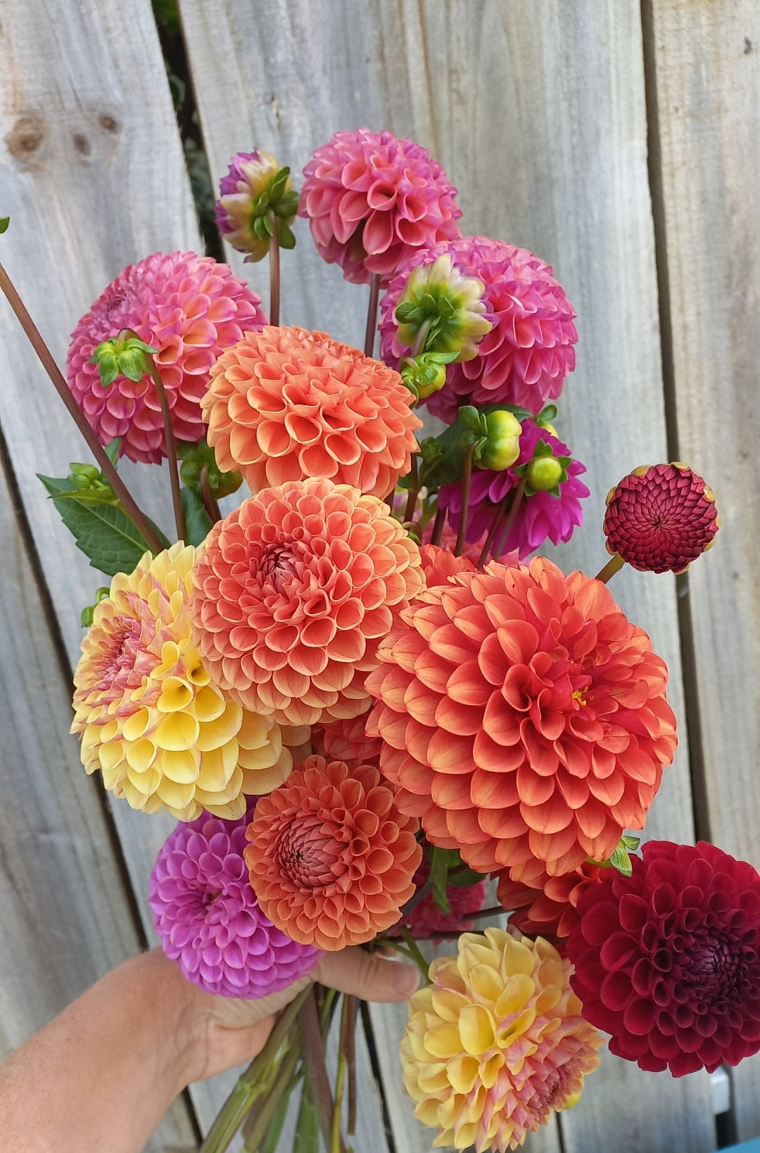 Dahlia Workshop