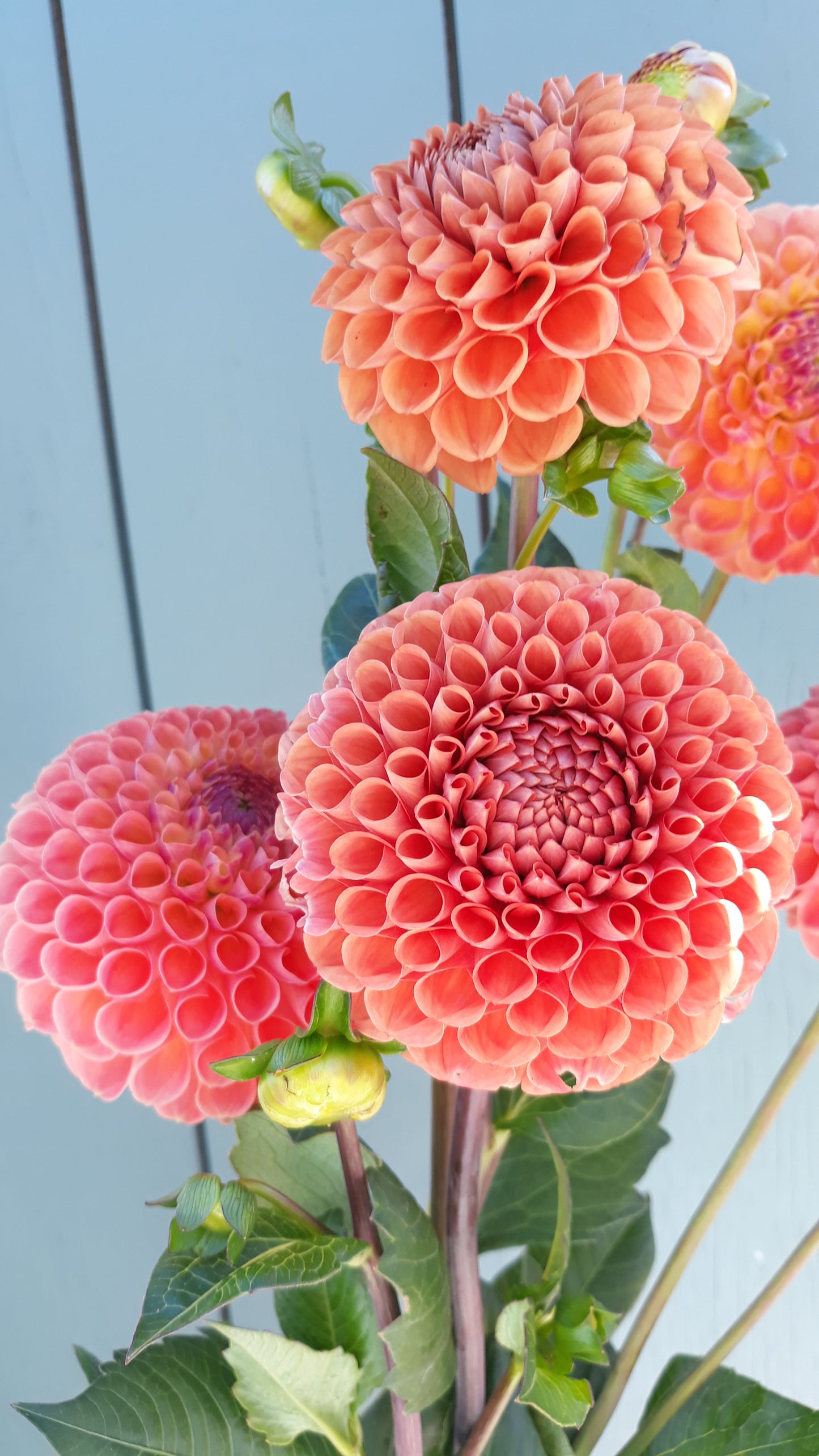 Dahlia Seeds - Cornel Bronze