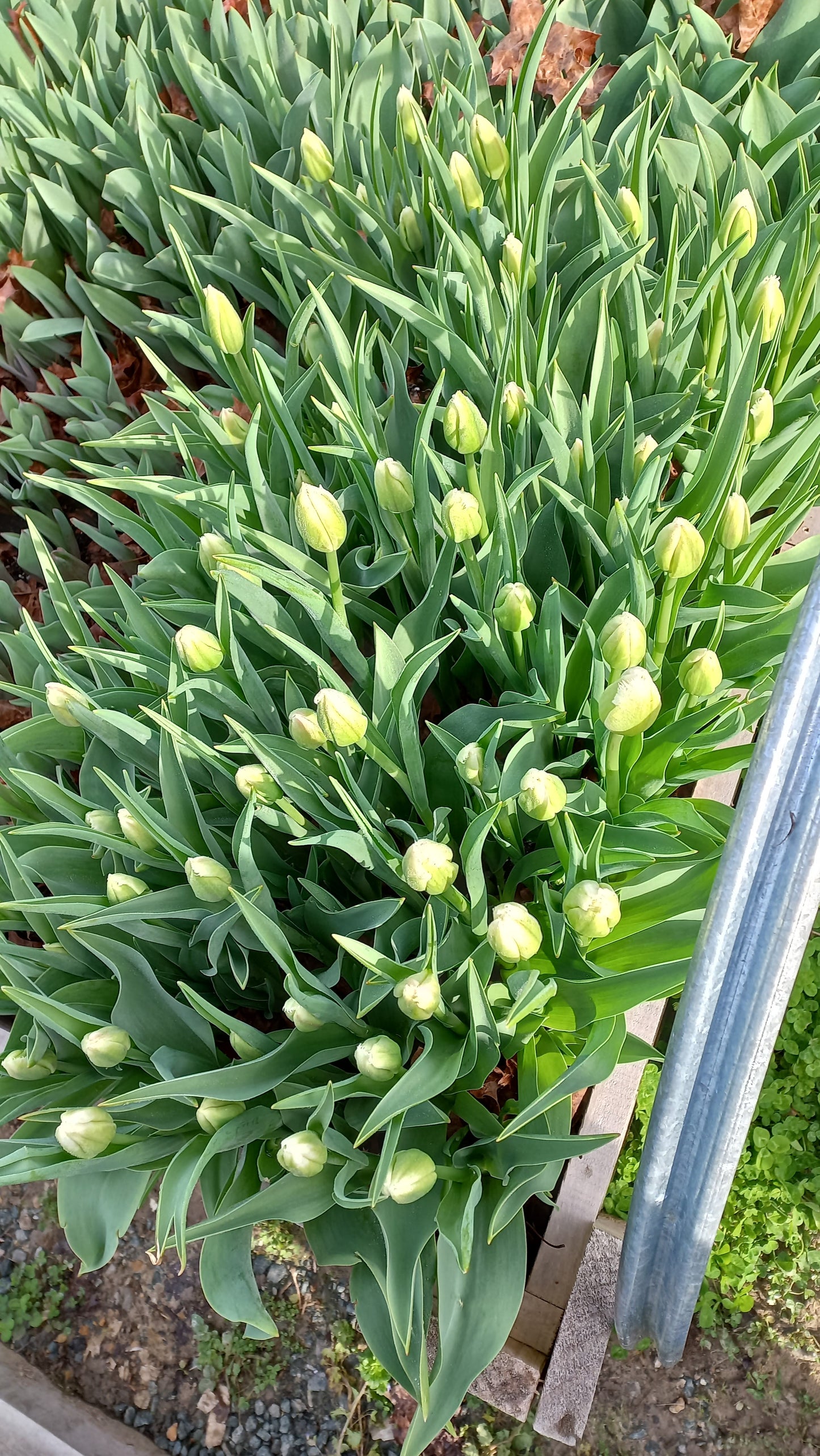 Fresh Kapiti-Grown Tulips
