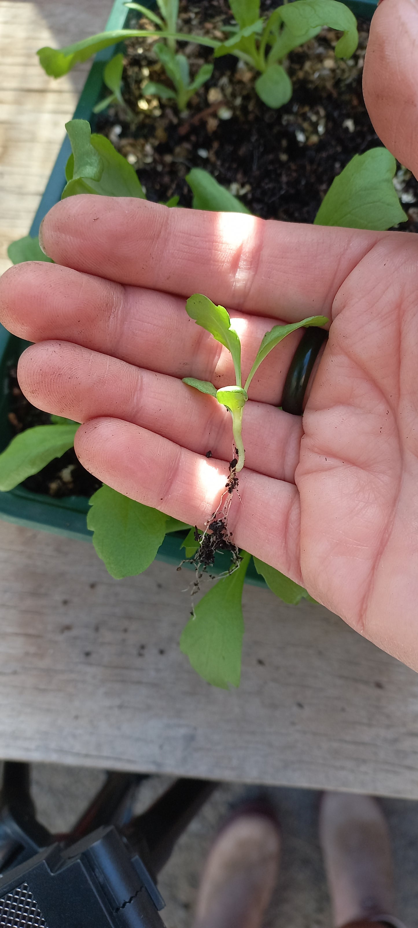 Sow & Grow Autumn Workshop