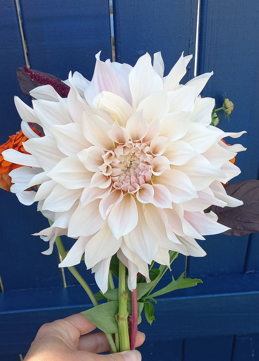 Dahlia Seeds - Cafe au Lait