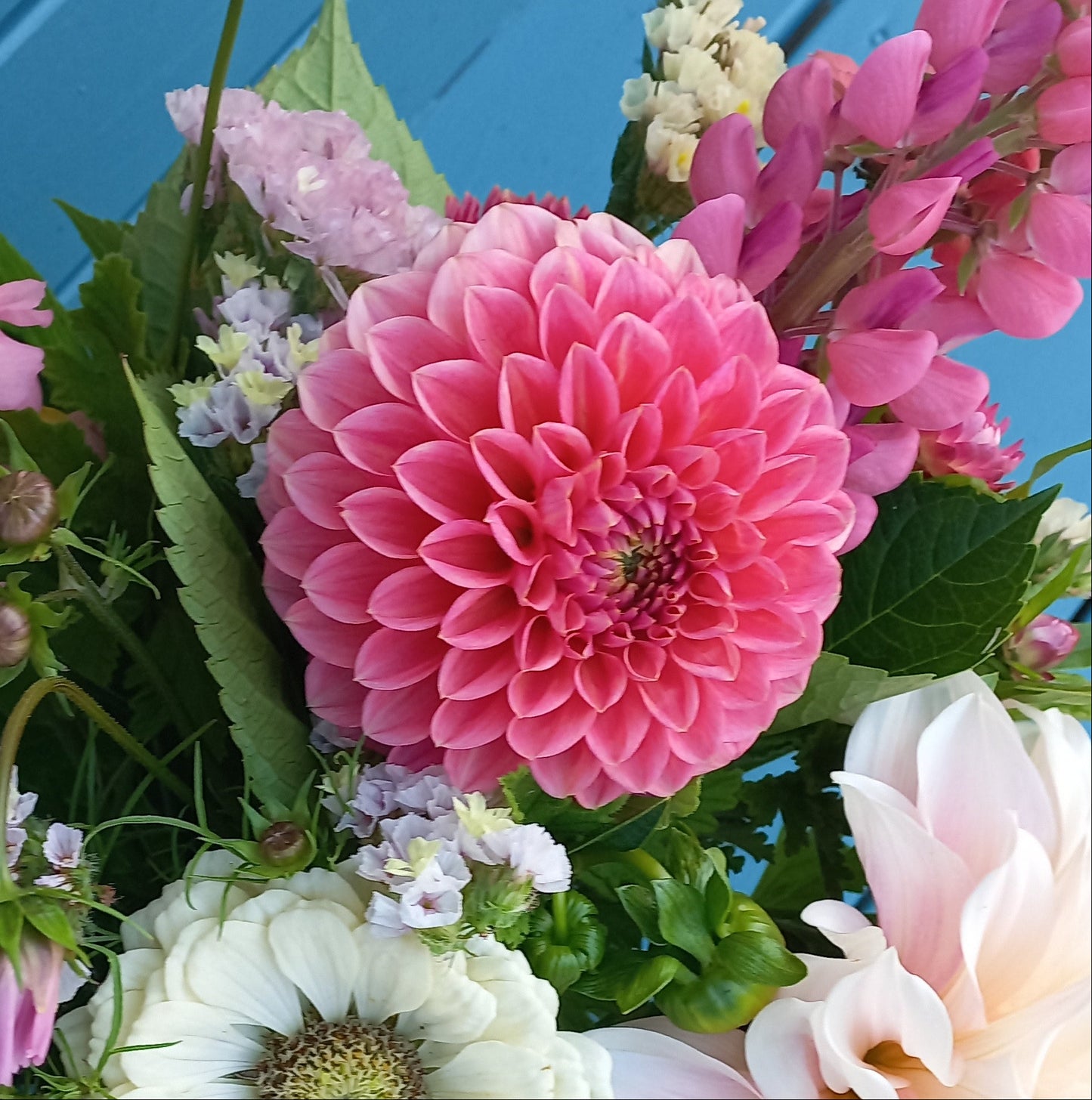 Dahlia Seeds - Lindas Baby