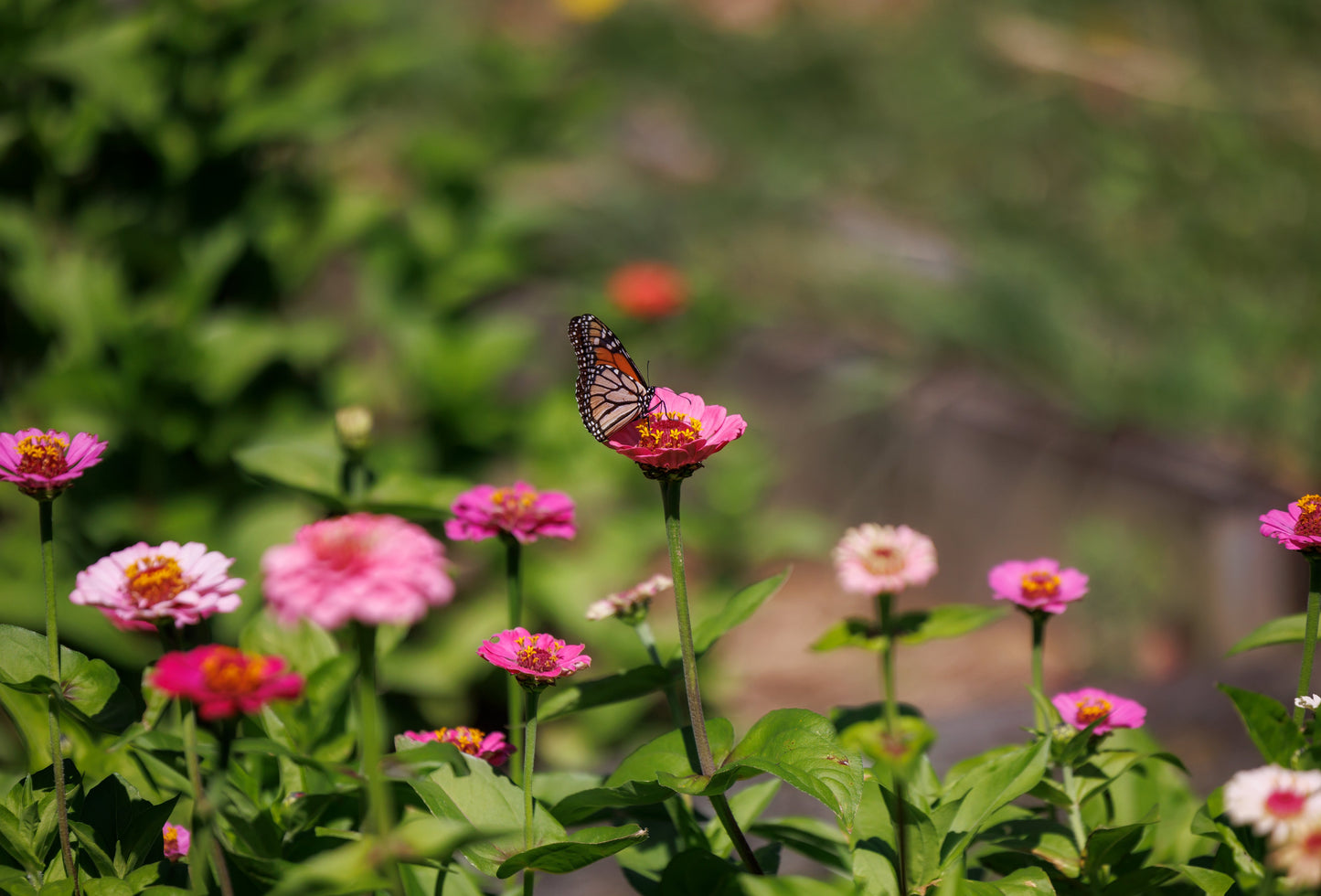 Bee & Butterfly Mix - Flower Seeds