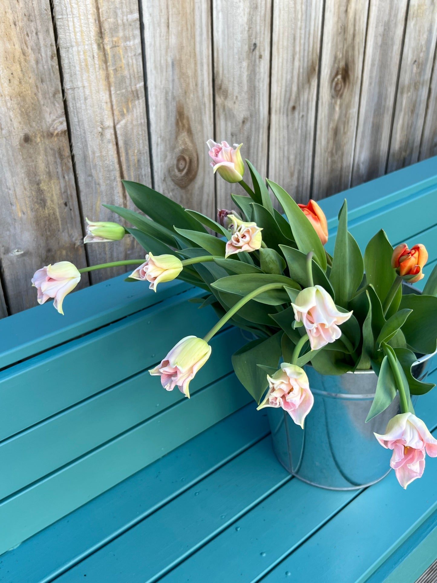 Spring Tulip Bunch