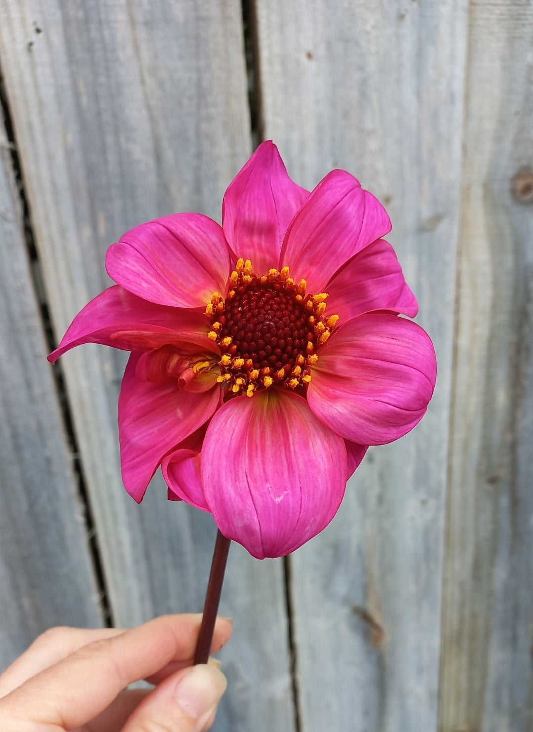 Dahlia Seeds - BB Fiesta