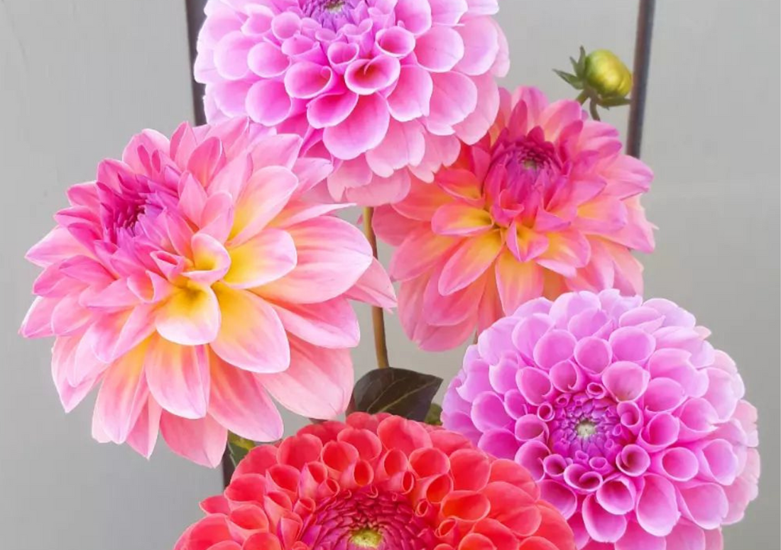 Growing Dahlias from Seed - A How To Guide