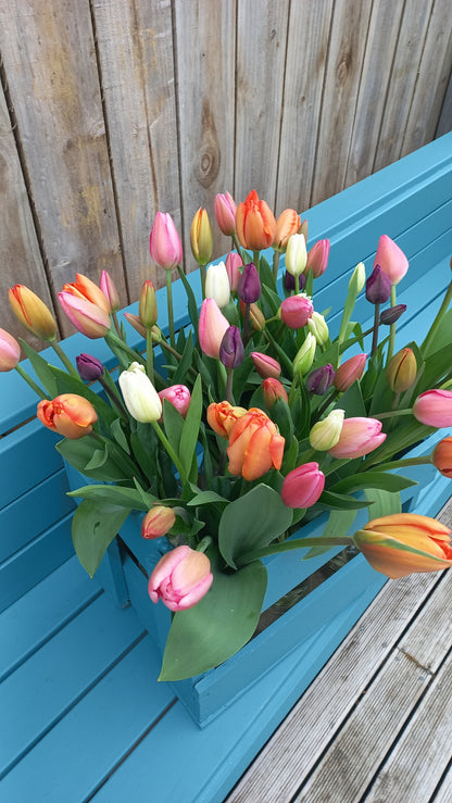 Fresh Kapiti-Grown Tulips