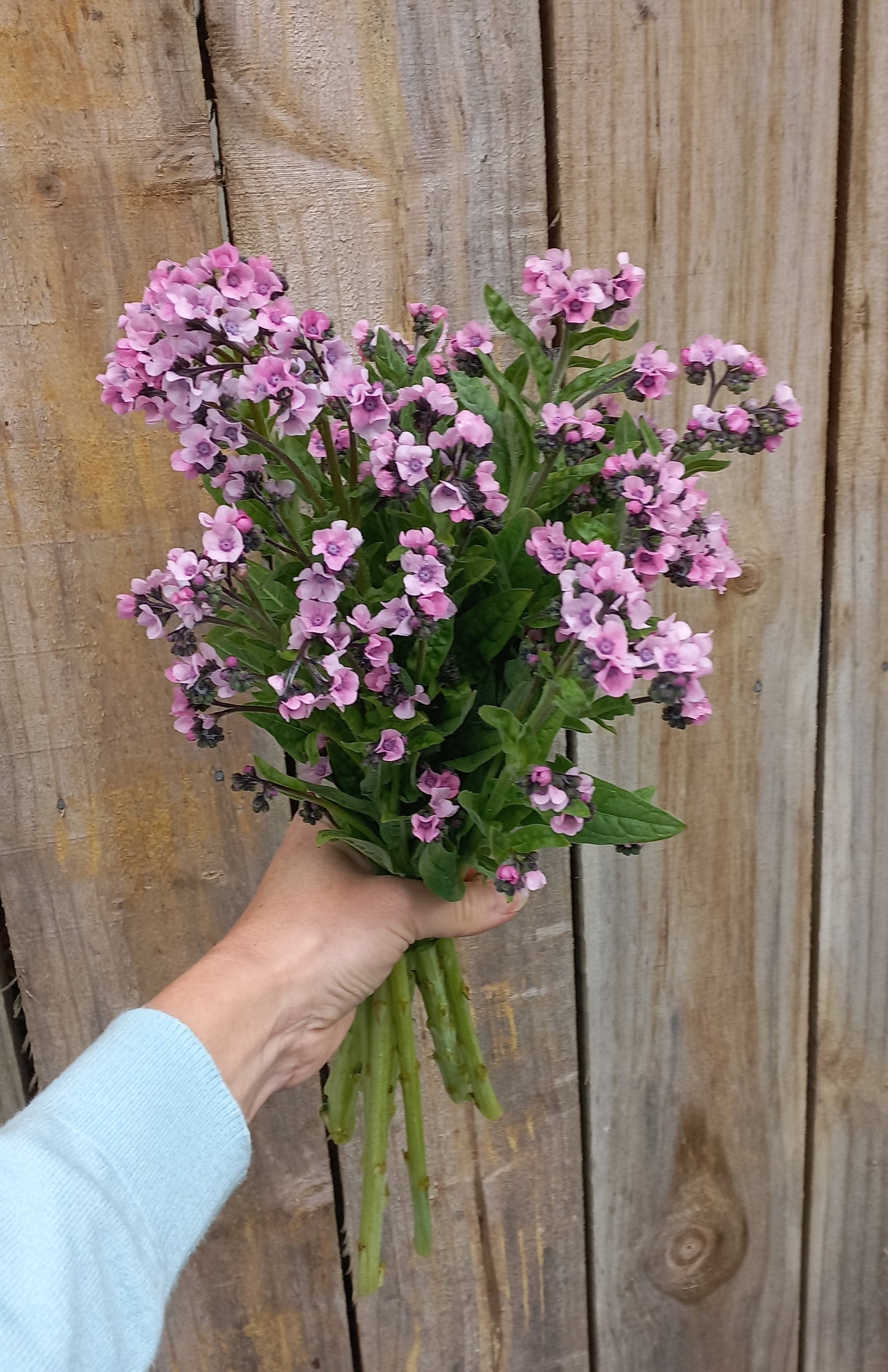 Sow & Grow Autumn Workshop