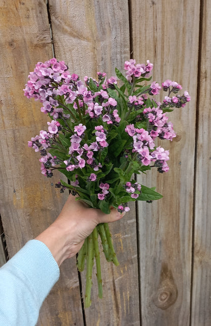 Sow & Grow Autumn Workshop