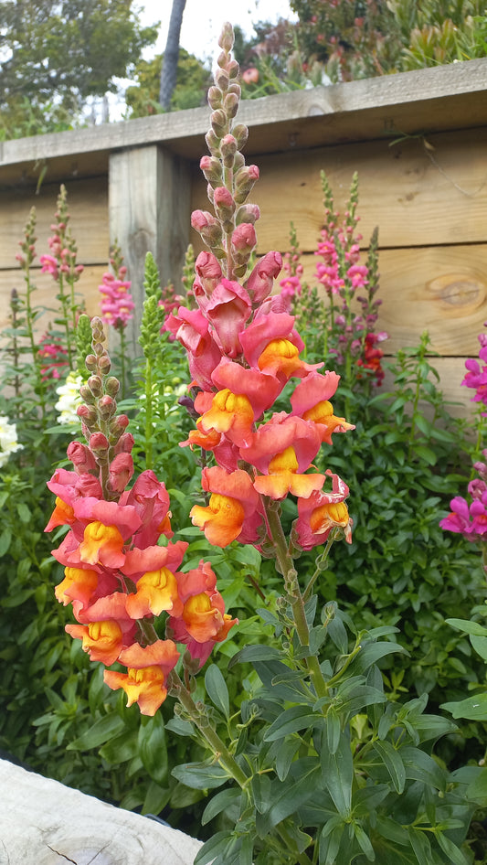 Sow & Grow Autumn Workshop