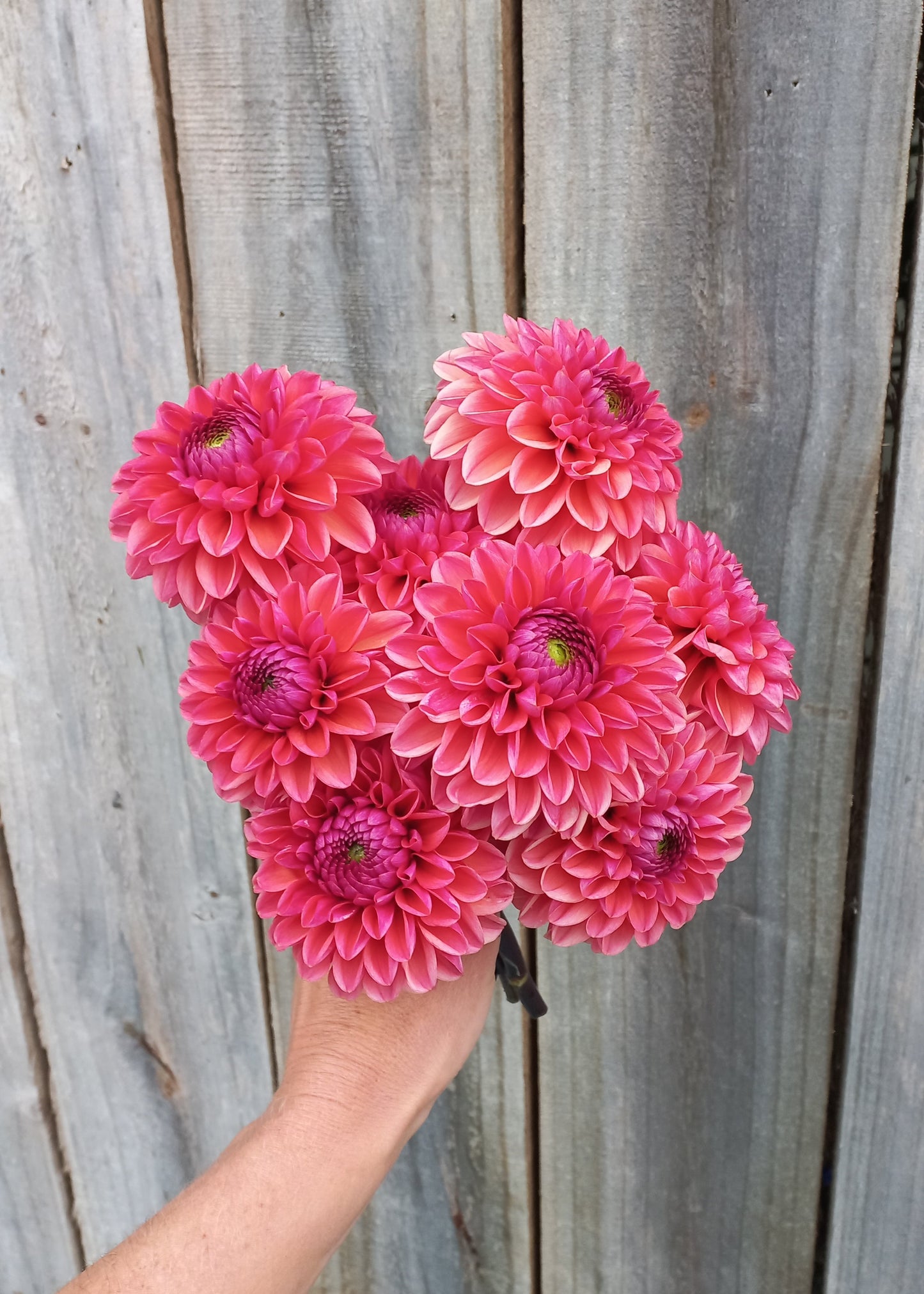 Dahlia Workshop