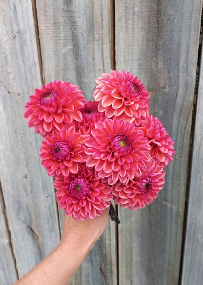 Dahlia Workshop