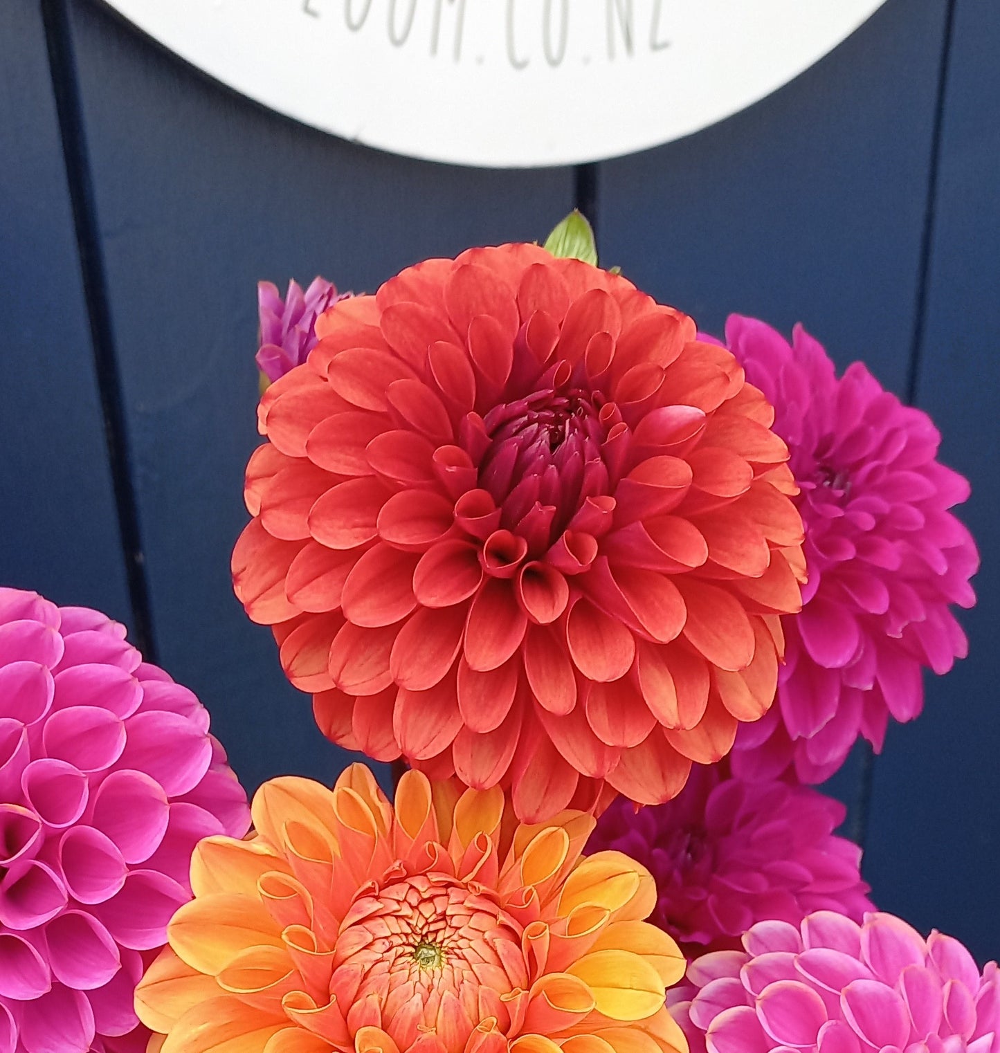 Dahlia Seeds - Brown Sugar