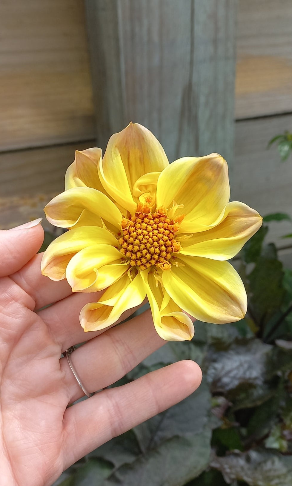 Dahlia Seeds - BB Just Peachy