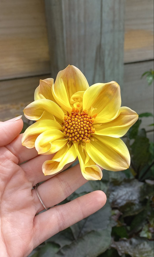 Dahlia Seeds - BB Just Peachy