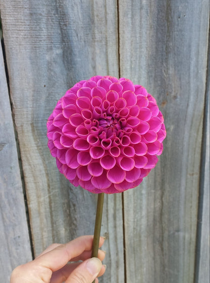 Dahlia Seeds - Caitlins Joy