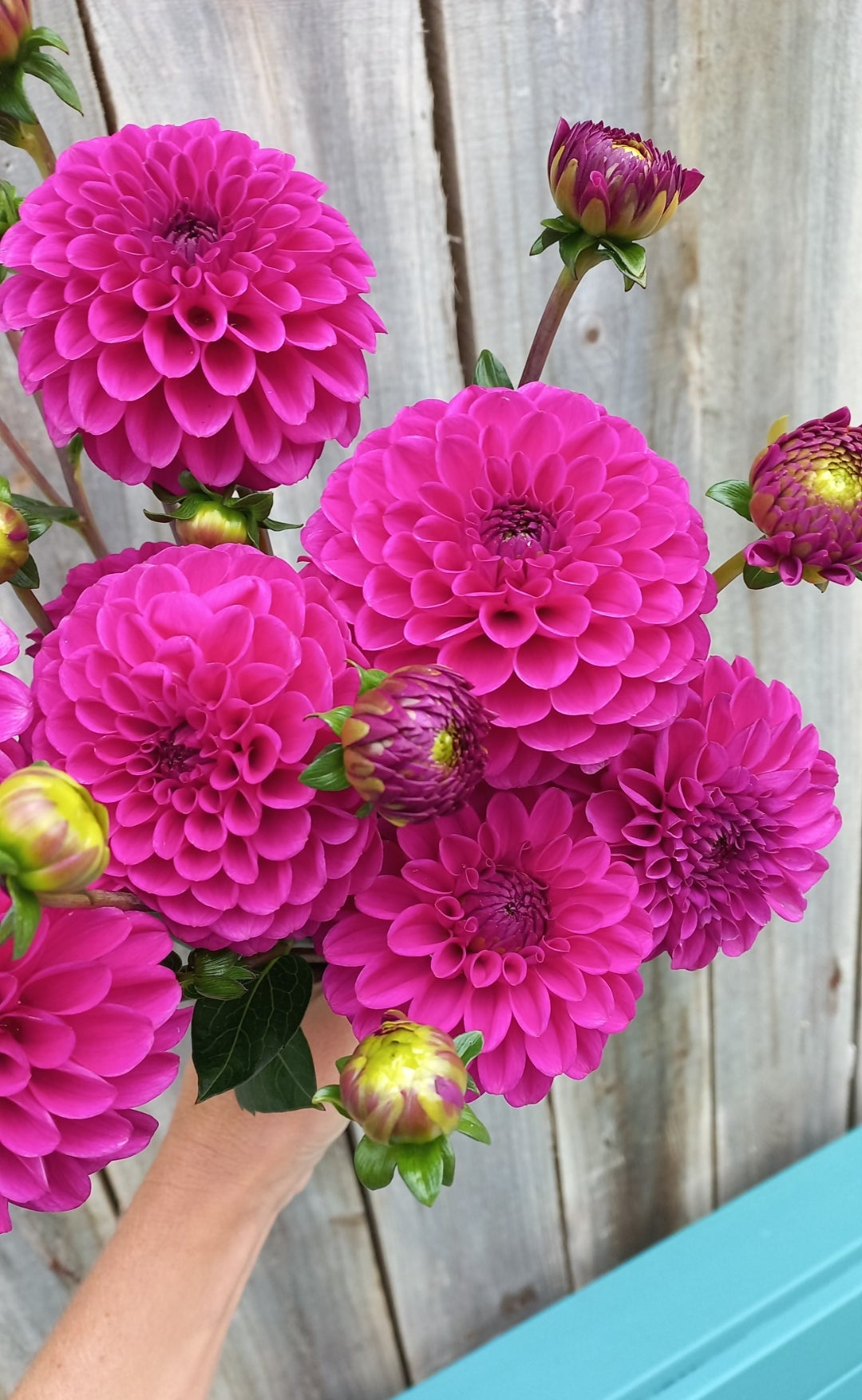 Dahlia Seeds - Barbary Glamour