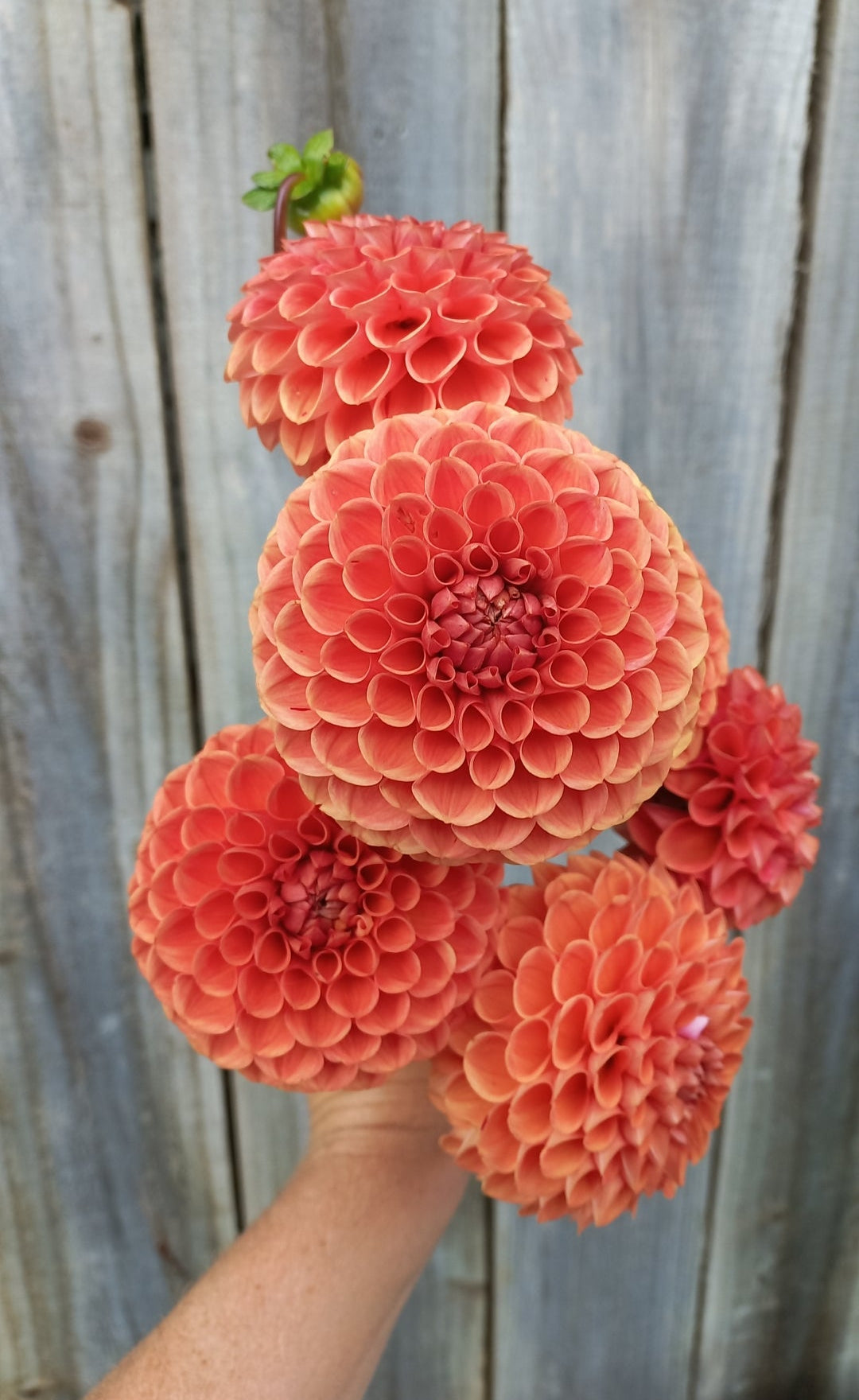 Dahlia Seeds - Cornel Bronze