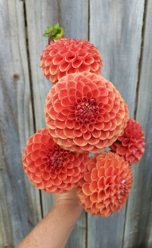 Dahlia Seeds - Cornel Bronze