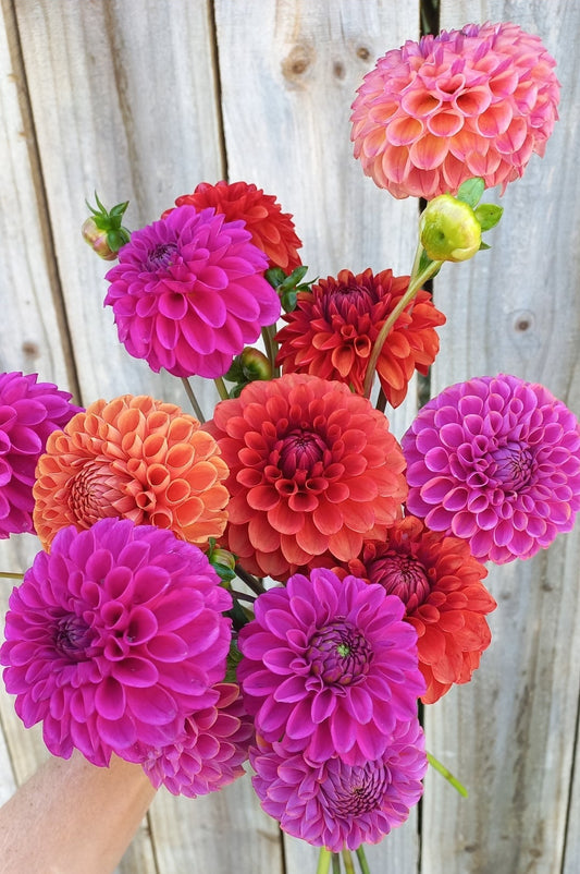 Dahlia Seeds - Rainbow Value Mix