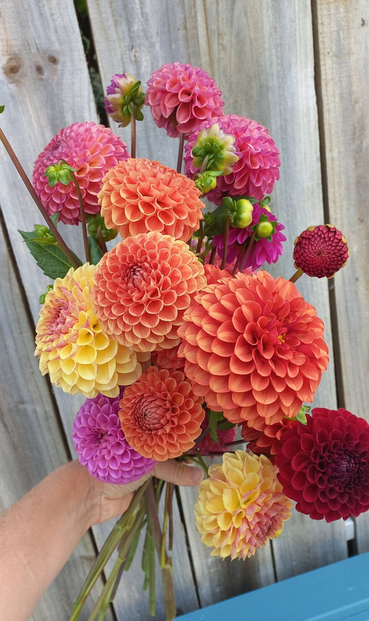 Dahlia Seeds - Rainbow Value Mix
