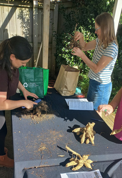 Dahlia Workshop