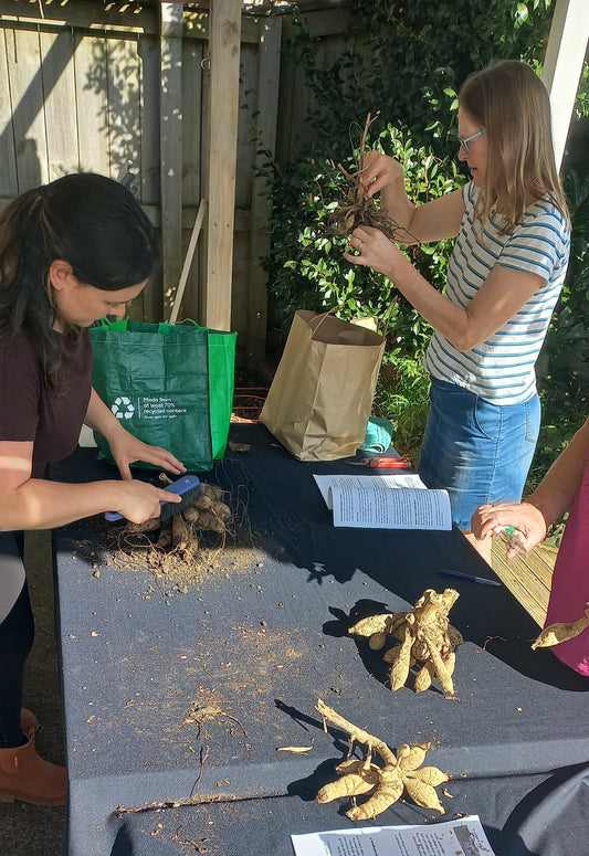 Dahlia Workshop