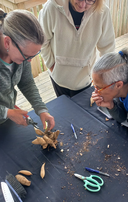 People divinging dahlia tubers at a workshop 