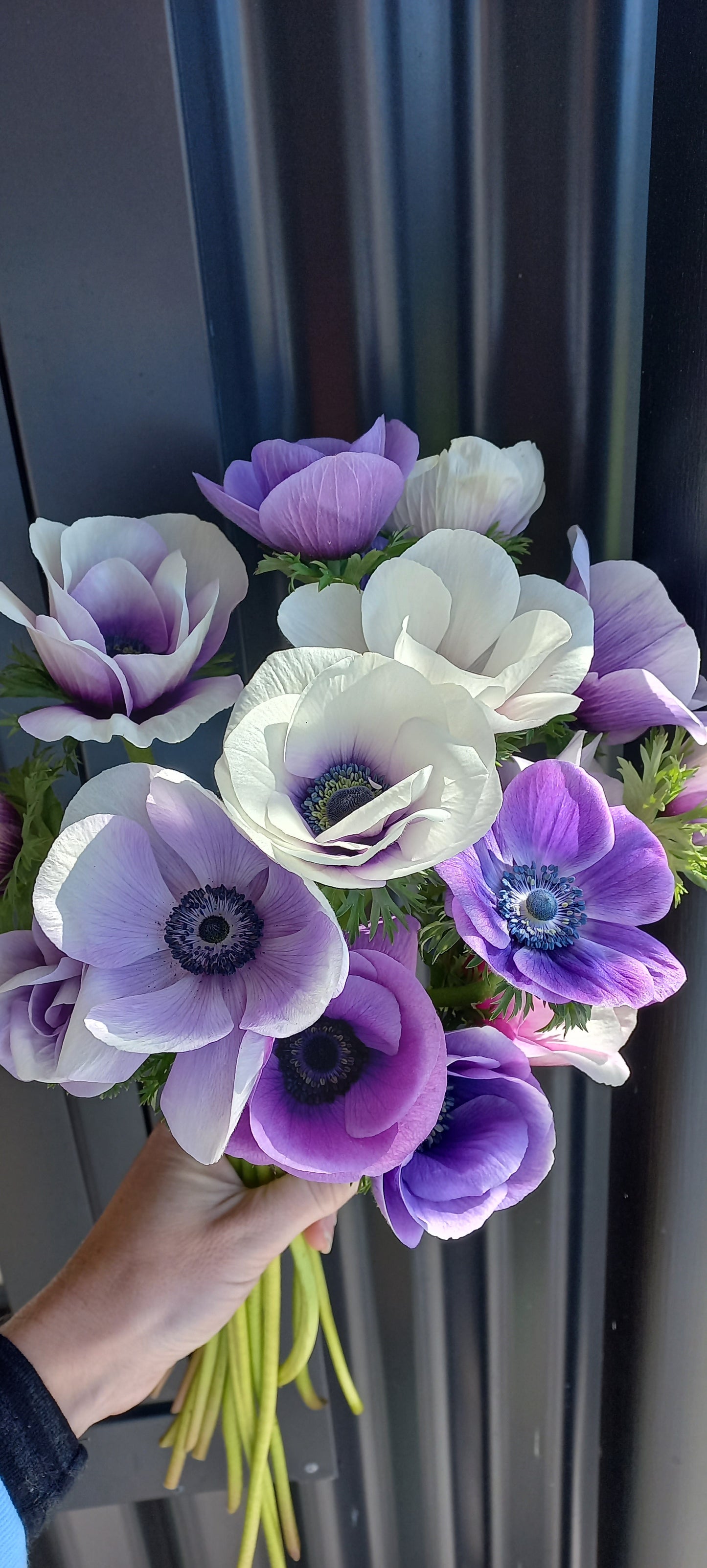 Beautiful Anemones