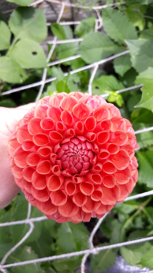 Dahlia Seeds - Cornel Bronze
