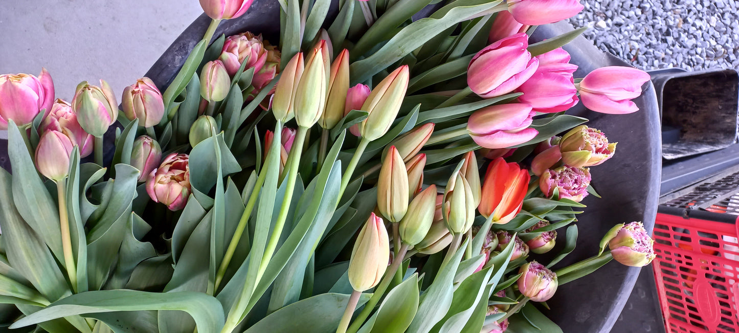 Fresh Kapiti-Grown Tulips