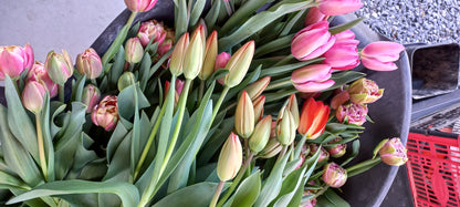 Fresh Kapiti-Grown Tulips