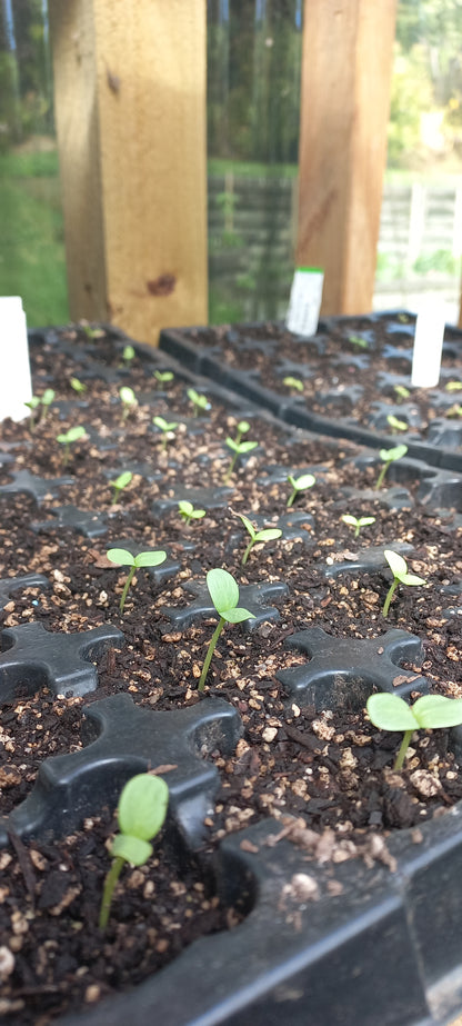 Sow & Grow Autumn Workshop