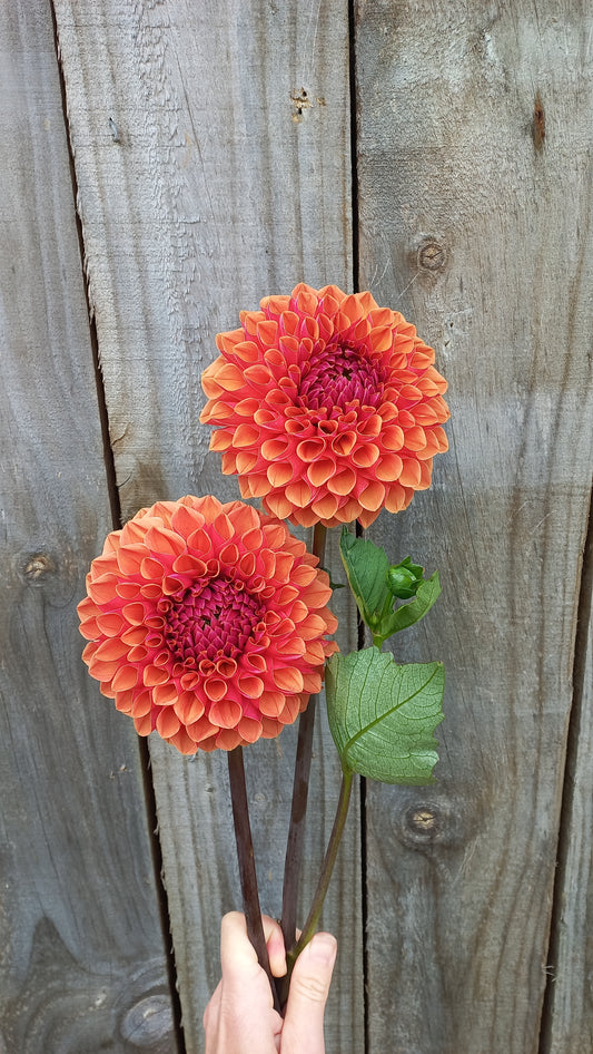 Dahlia Seeds - BBs Animal
