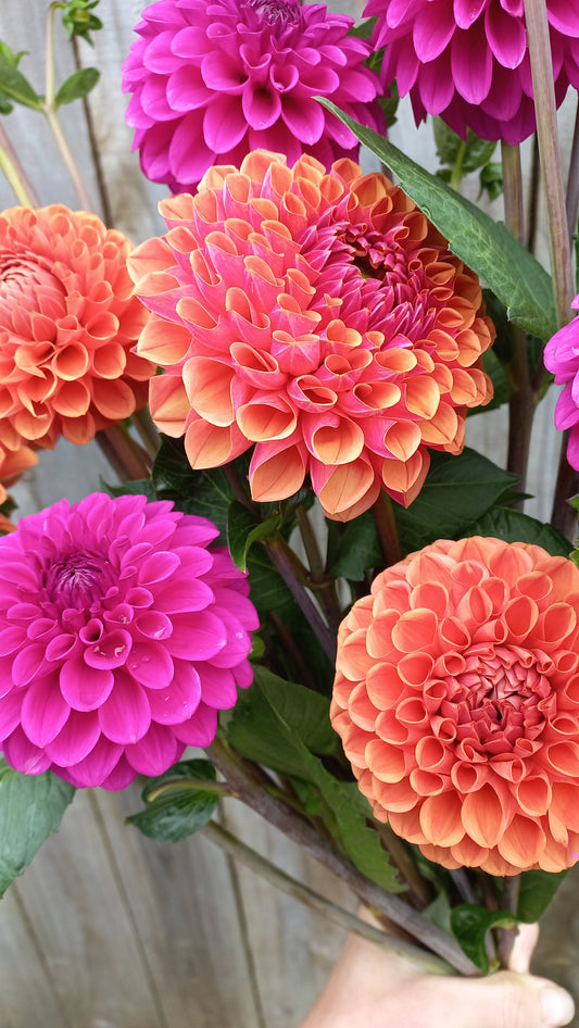 Dahlia Seeds - BBs Animal