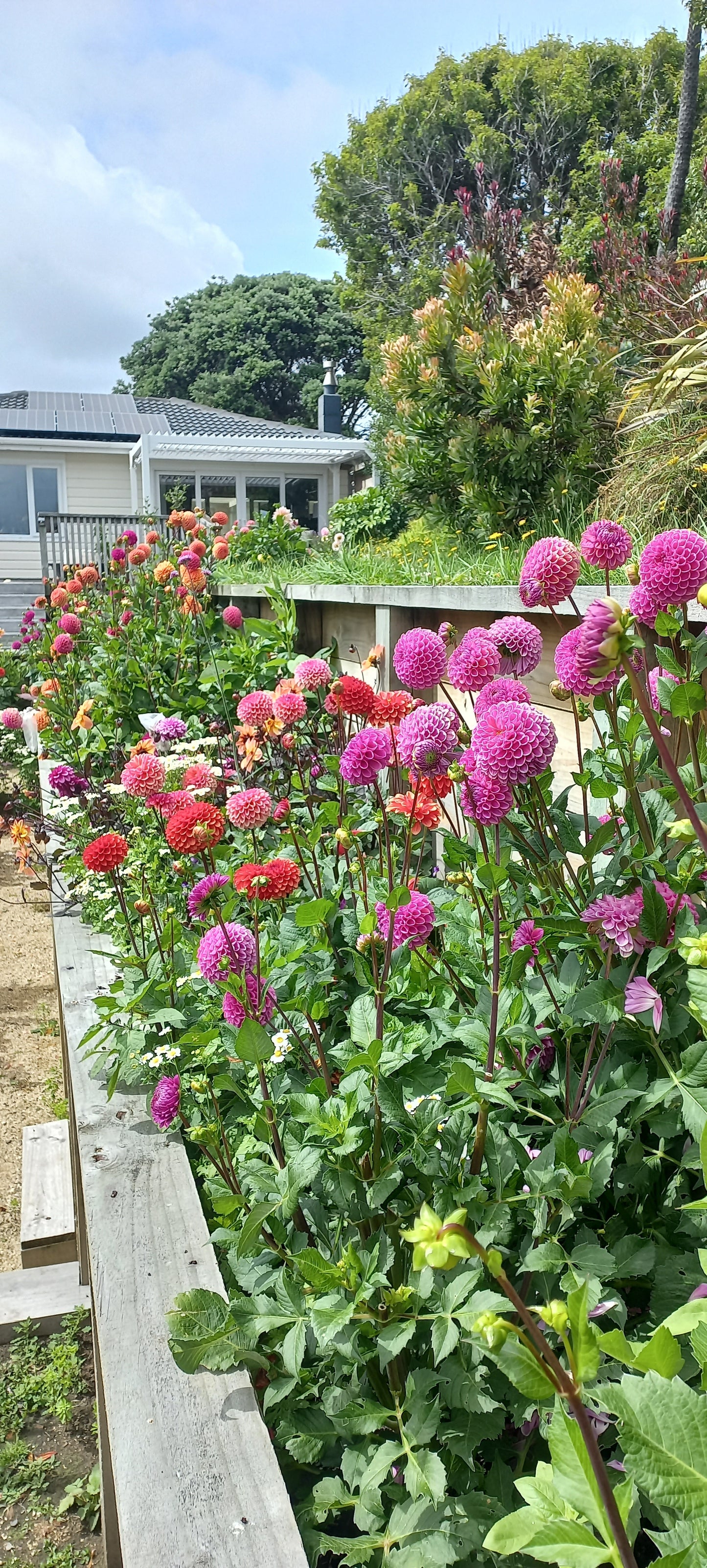 Dahlia Workshop
