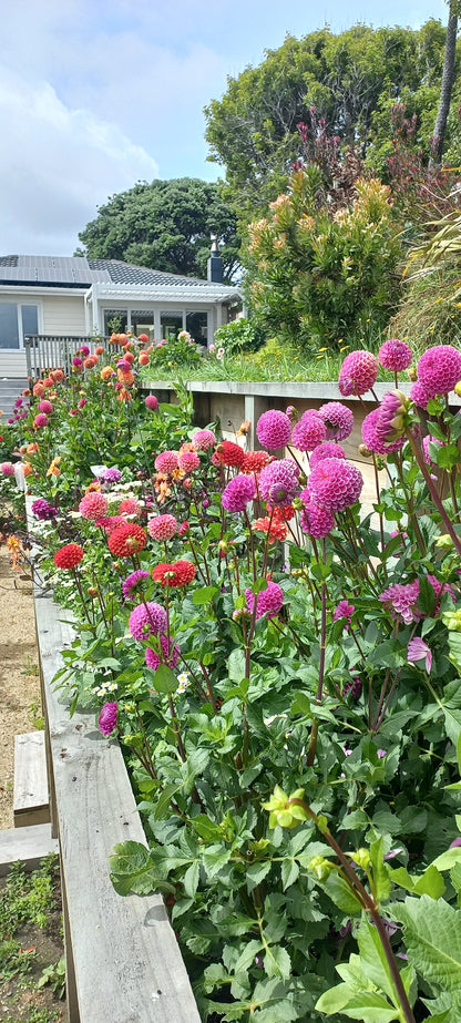 Dahlia Workshop