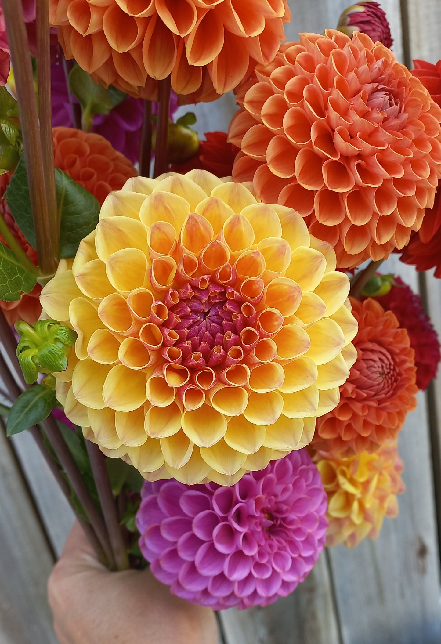 Dahlia Seeds - BB Honeycomb