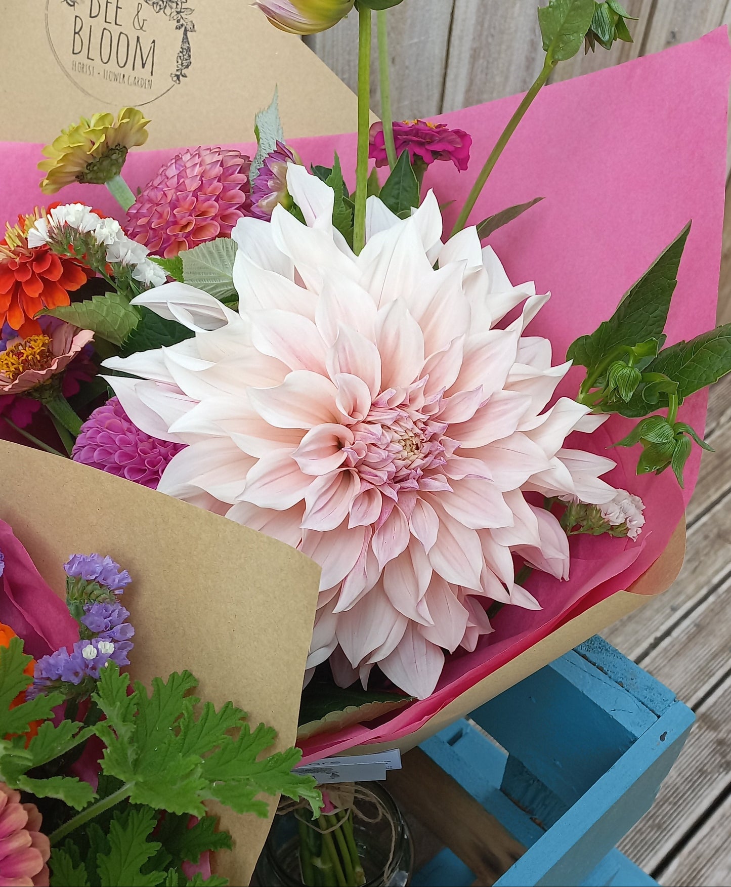Dahlia Seeds - Cafe au Lait