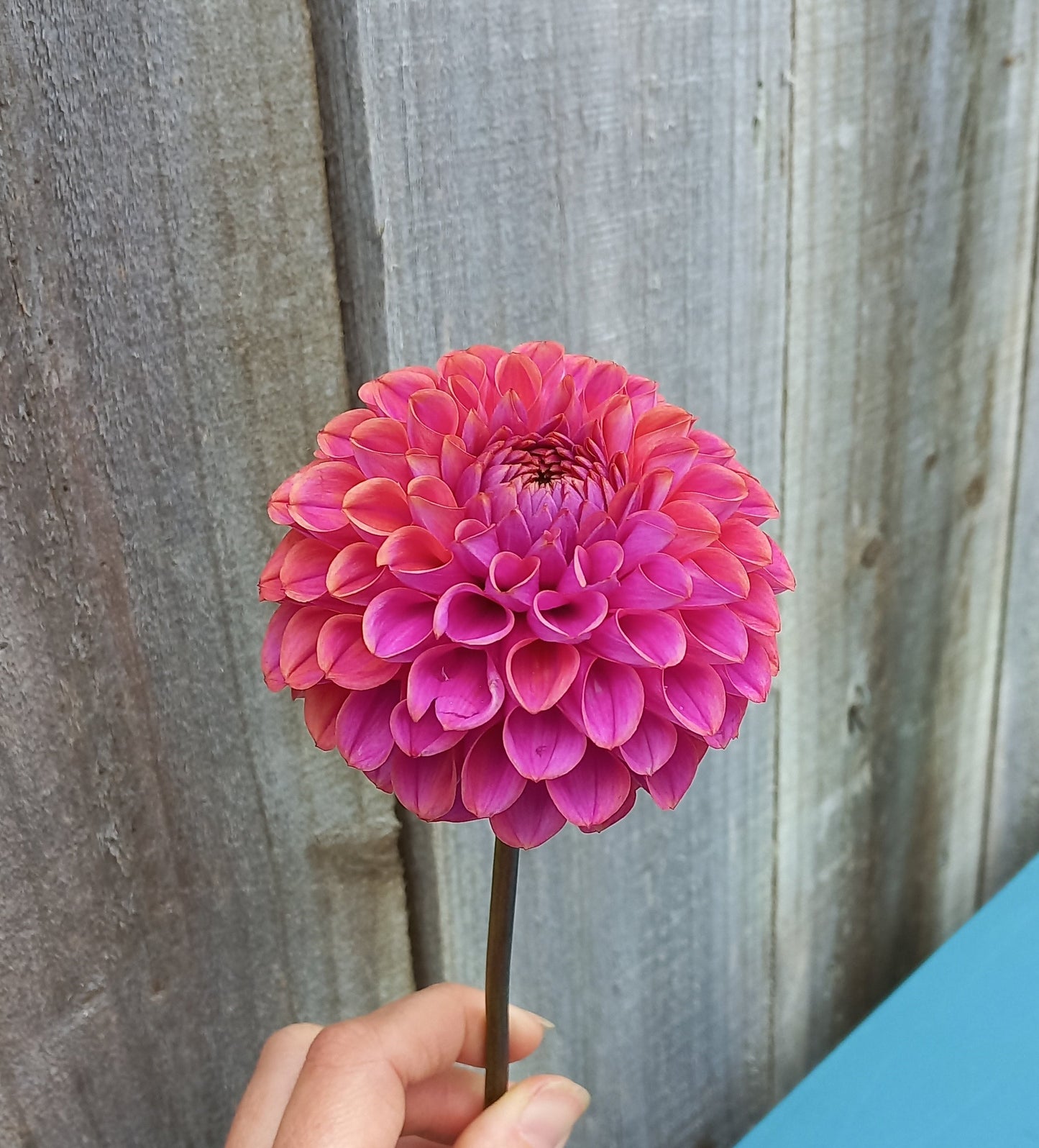 Dahlia Seeds - Caitlins Joy