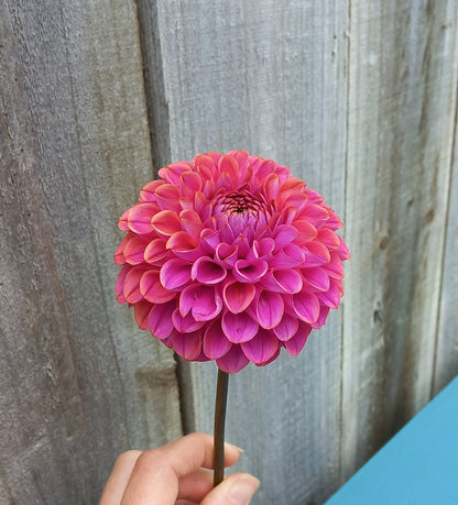 Dahlia Seeds - Caitlins Joy
