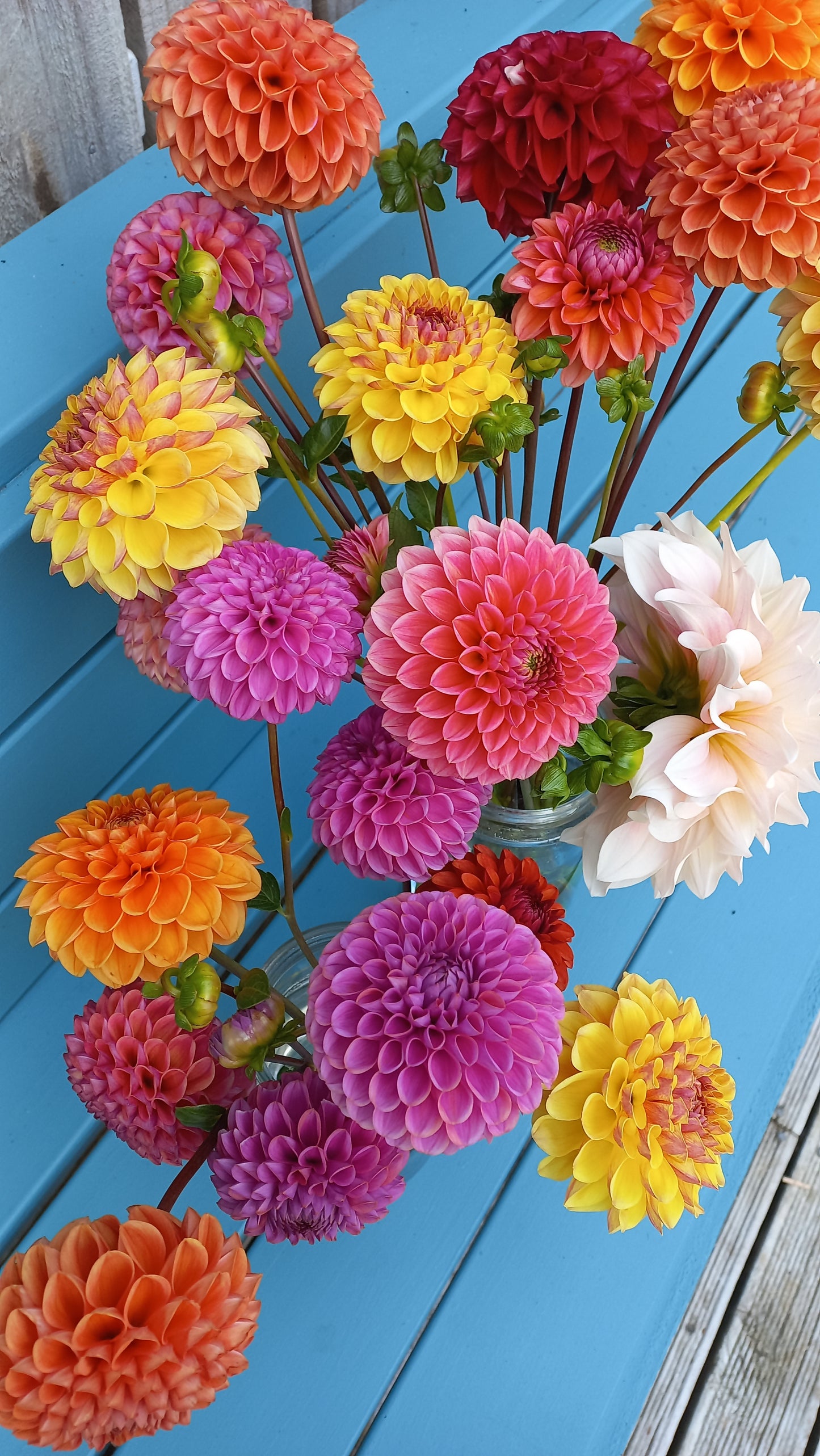 Dahlia Workshop