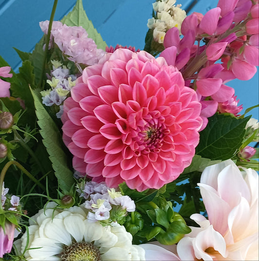 Dahlia Seeds - Lindas Baby