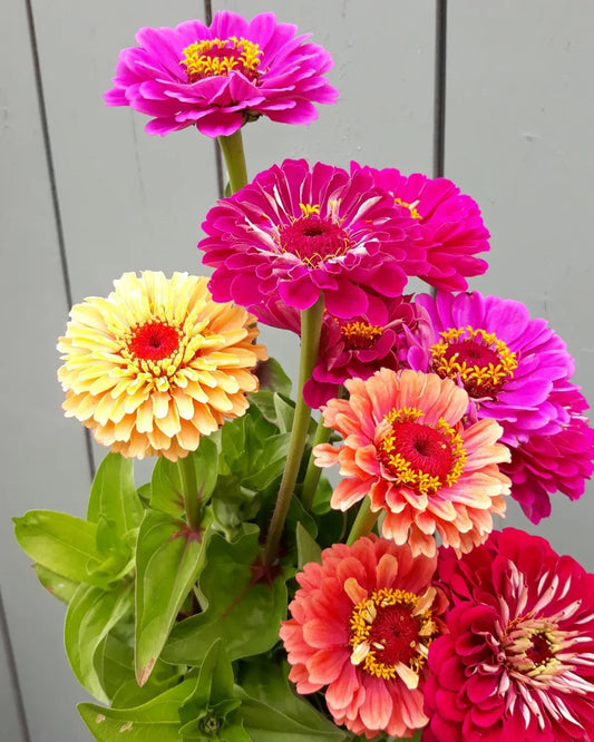 Sow & Grow Workshop - Summer Annuals