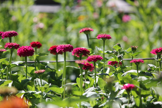 Sow & Grow Autumn Workshop