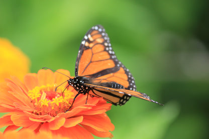 Bee & Butterfly Mix - Flower Seeds