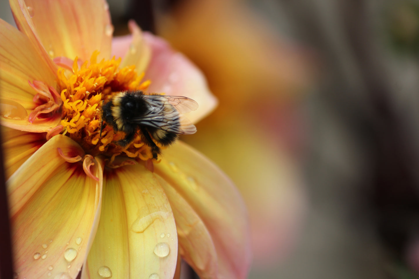 Bee & Butterfly Mix - Flower Seeds